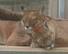 Cougars Candy and Sinja cuddling and snoozing