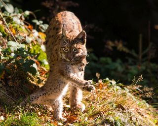 Photo (c) Wildtierschutz Deutschland