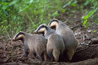 Photo (c) Wildtierschutz Deutschland