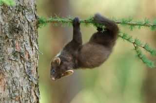 Photo (c) Wildtierschutz Deutschland