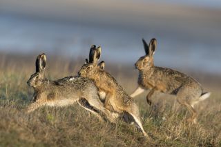 Photo (c) Wildtierschutz Deutschland