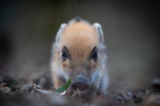 Photo (c) Wildtierschutz Deutschland