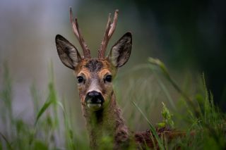 Photo (c) Wildtierschutz Deutschland