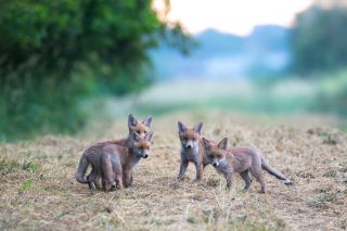 Photo (c) Wildtierschutz Deutschland