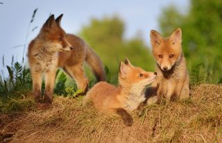 Photo (c) Wildtierschutz Deutschland